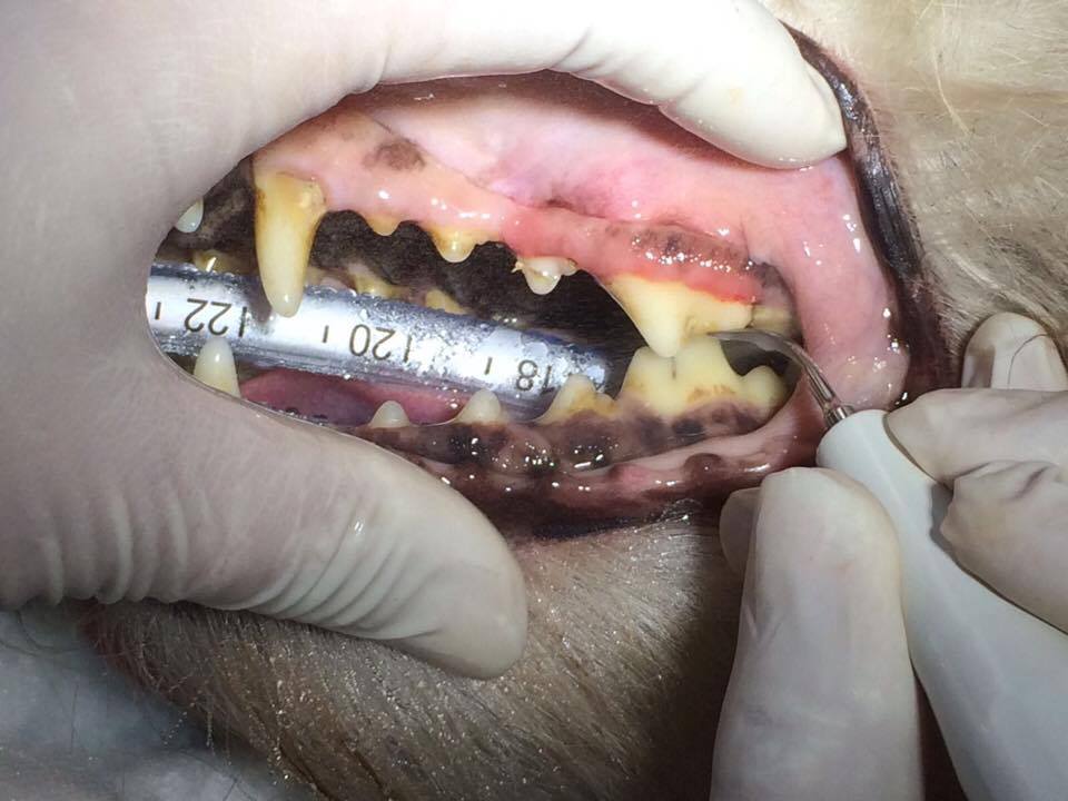 tandheelkunde
